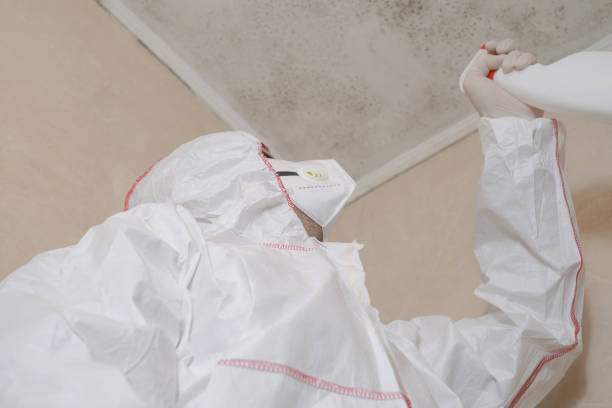 Best Mold Damage Repair  in St Andrews, SC
